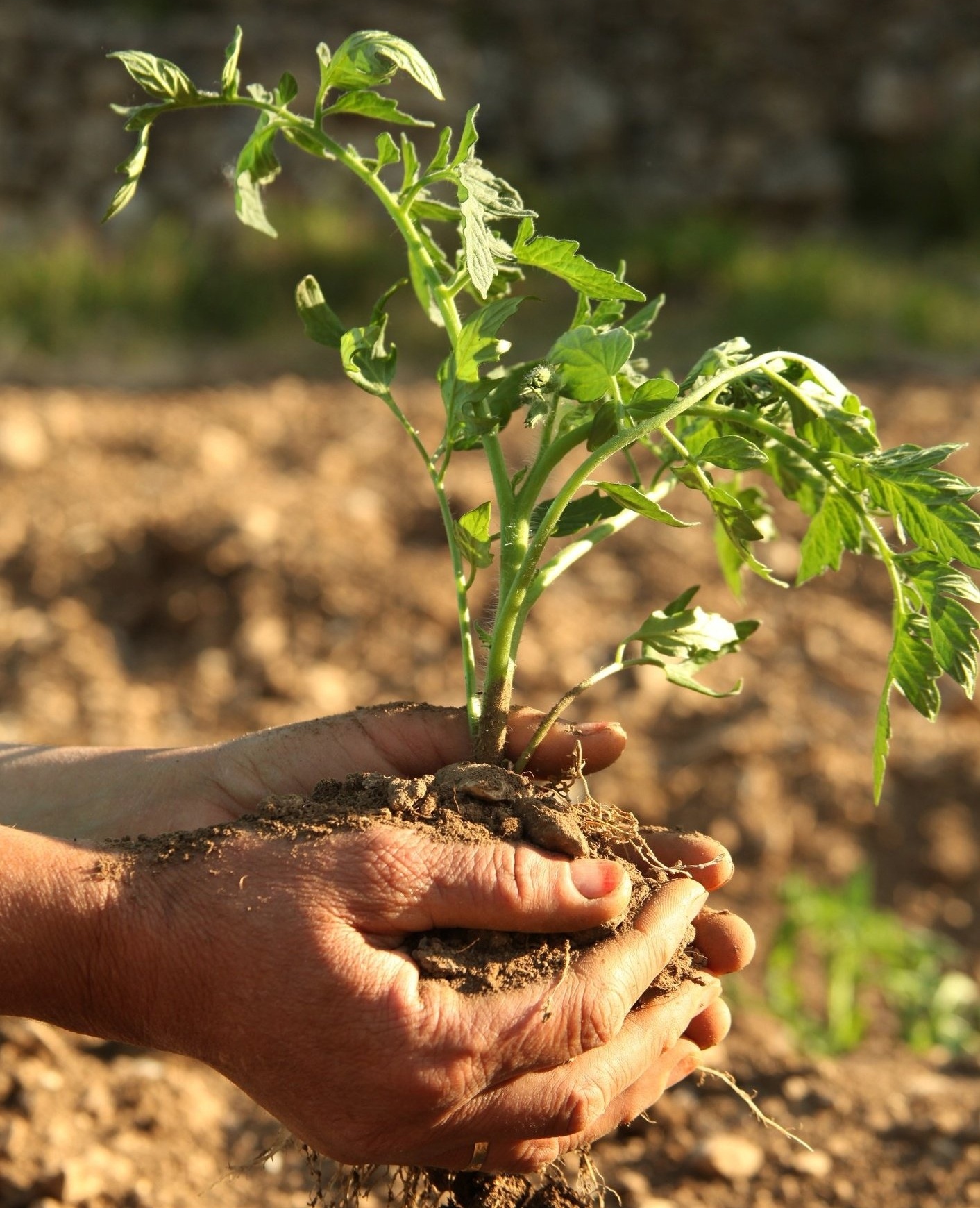 i-valori-del-settore-agroalimentare-biologico.jpg